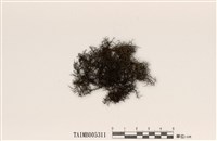 藏品(綠樹髮)的圖片